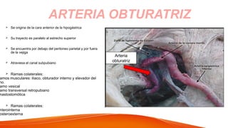  Se origina de la cara anterior de la hipogástrica
 Su trayecto es paralelo al estrecho superior
 Se encuentra por debajo del peritoneo parietal y por fuera
de la vejiga
 Atraviesa el canal subpubiano
 Ramas colaterales:
amos musculares: iliaco, obturador interno y elevador del
no.
amo vesical
amo transversal retropubiano
nastostomótica
 Ramas colaterales:
nterointerna
osteroexterna
ARTERIA OBTURATRIZ
Arteria
obturatriz
 