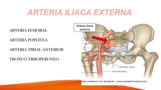 ARTERIA FEMORAL
ARTERIA POPLÍTEA
ARTERIA TIBIAL ANTERIOR
TRONCO TIBIOPERONEO
ARTERIA ILIACA EXTERNA
Arteria iliaca
externa
 