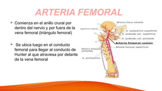  Comienza en el anillo crural por
dentro del nervio y por fuera de la
vena femoral (triángulo femoral)
 Se ubica luego en el conducto
femoral para llegar al conducto de
Hunter al que atraviesa por delante
de la vena femoral
ARTERIA FEMORAL
 