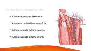 Ramas de la femoral común:
 Arteria subcutánea abdominal
 Arteria circunfleja iliaca superficial
 Arteria pudenda externa superior
 Arteria pudenda externa inferior
 