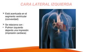 CARA LATERAL IZQUIERDA
 Está acentuada en el
segmento ventricular
(convexidad)
 Se relaciona con :
• Pulmon izquierdo
dejando una impresión
(impresión cardiaca)
Cara lateral
izquierda
 