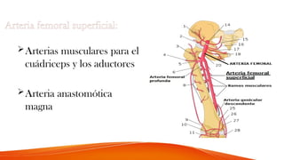 Arteria femoral superficial:
Arterias musculares para el
cuádriceps y los aductores
Arteria anastomótica
magna
 