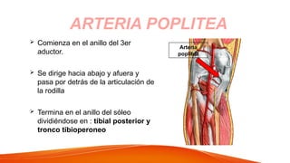  Comienza en el anillo del 3er
aductor.
 Se dirige hacia abajo y afuera y
pasa por detrás de la articulación de
la rodilla
 Termina en el anillo del sóleo
dividiéndose en : tibial posterior y
tronco tibioperoneo
ARTERIA POPLITEA
Arteria
poplítea
 