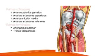 Ramas colaterales:
 Arterias para los gemelos
 Arterias articulares superiores
 Arteria articular media
 Arterias articulares inferiores
Ramas terminales:
 Arteria tibial anterior
 Tronco tibioperoneo
 