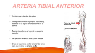  Comienza en el anillo del sóleo.
 Pasa por encima del ligamento interóseo y
aparece en la región antero externa de la
pierna.
 Desciende próxima al peroné en su parte
superior.
 Se aproxima a la tibia en su parte inferior
 Cruza el ligamento anular anterior del tarso
para convertirse en arteria pedia
ARTERIA TIBIAL ANTERIOR
 
