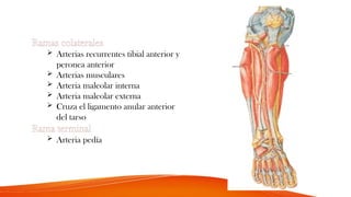 Ramas colaterales
 Arterias recurrentes tibial anterior y
peronea anterior
 Arterias musculares
 Arteria maleolar interna
 Arteria maleolar externa
 Cruza el ligamento anular anterior
del tarso
Rama terminal
 Arteria pedía
 