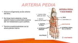  Inicia en el ligamento anular anterior
del tarso.
 Se dirige hacia adelante y hacia
adentro hasta la extremidad posterior
del 1er metatarsiano que lo perfora.
 Termina anastomosándose con la
arteria plantar interna
ARTERIA PEDIA
 