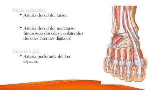Ramas colaterales:
 Arteria dorsal del tarso.
 Arteria dorsal del metatarso
(interóseas dorsales y colaterales
dorsales laterales digitales)
Rama terminal:
 Arteria perforante del 1er
espacio.
 