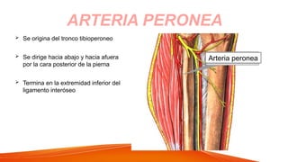  Se origina del tronco tibioperoneo
 Se dirige hacia abajo y hacia afuera
por la cara posterior de la pierna
 Termina en la extremidad inferior del
ligamento interóseo
ARTERIA PERONEA
Arteria peronea
 