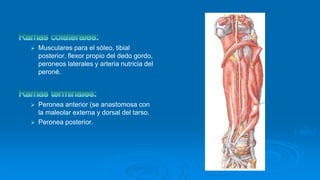  Musculares para el sóleo, tibial
posterior, flexor propio del dedo gordo,
peroneos laterales y arteria nutricia del
peroné.
 Peronea anterior (se anastomosa con
la maleolar externa y dorsal del tarso.
 Peronea posterior.
 