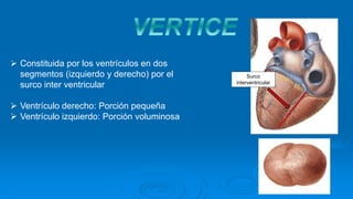  Constituida por los ventrículos en dos
segmentos (izquierdo y derecho) por el
surco inter ventricular
 Ventrículo derecho: Porción pequeña
 Ventrículo izquierdo: Porción voluminosa
Surco
interventricular
 