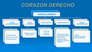 AURICULA DERECHA
PARED
ANTEROSUPEIROR
-Crista terminalis
-Músculos pectíneos
-Orejuela derecha
PARED
SUPERIOR
Orificio de la vena
cava superior
PARED SEPTAL
-Fosa oval
-Anillo de
Vieussens
PARED INFERIOR
-Orificio de la vena
cava inferior (válvula
de Eustaquio)
-Orificio del seno
coronario (válvula de
Thebesius
PARED
ANTEROINFEIOR
-Orificio
auriculoventricular
(válvula tricúspide
 