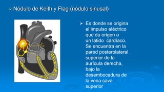  Nódulo de Keith y Flag (nódulo sinusal)
 Es donde se origina
el impulso eléctrico
que da origen a
un latido cardíaco.
Se encuentra en la
pared posterolateral
superior de la
aurícula derecha,
bajo la
desembocadura de
la vena cava
superior
 