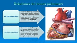 • por intermedio del pericardio se
relaciona con la pared torácica,
a nivel de la extremidad interna
del 2do espacio intercostal
izquierdo, entre 15 y 18 mm por
fuera del borde izquierdo del
esternónA LA IZQUIERDA
ANTEROSUPERIORES:
• el seno transverso de Theile separa
a la arteria de la aurícula izquierda.
Más hacia arriba la cara posterior
está desprovista de pericardio
seroso, adhiriéndose al pericardio
fibroso que la separa de la tráquea y
bronquio principal izquierdo
POSTEROINFERIORES:
 