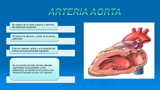 Se origina de la parte superior y derecha
del ventrículo izquierdo
Se sitúa a la derecha y atrás de la arteria
pulmonar
Está por delante, arriba y a la derecha del
orificio aurículoventricular izquierdo
Se encuentra provisto de tres válvulas
sigmoideas (una posterior y dos
anteriores), en donde se encuentra una
dilatación llamada el seno de Valsalva
 