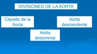 DIVISIONES DE LA AORTA
Aorta
descendente
Aorta
abdominal
Cayado de la
Aorta
 