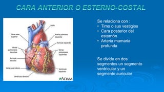 Se relaciona con :
• Timo o sus vestigios
• Cara posterior del
esternón
• Arteria mamaria
profunda
Se divide en dos
segmentos un segmento
ventricular y un
segmento auricular
 