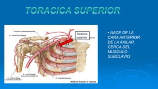 • NACE DE LA
CARA ANTERIOR
DE LA AXILAR,
CERCA DEL
MUSCULO
SUBCLAVIO
Torácica
superior
 