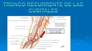 Tronco recurrente
de las cubitales
 