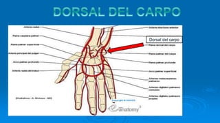 Dorsal del carpo
 