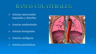  Arterias intercostales
izquierdas y derechas
 Arterias mediastinales
 Arterias bronquiales
 Arterias esofágicas
 Arterias pericárdicas
 
