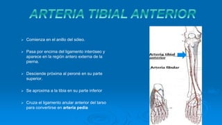  Comienza en el anillo del sóleo.
 Pasa por encima del ligamento interóseo y
aparece en la región antero externa de la
pierna.
 Desciende próxima al peroné en su parte
superior.
 Se aproxima a la tibia en su parte inferior
 Cruza el ligamento anular anterior del tarso
para convertirse en arteria pedia
 