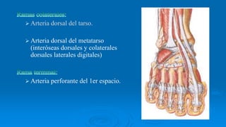  Arteria dorsal del tarso.
 Arteria dorsal del metatarso
(interóseas dorsales y colaterales
dorsales laterales digitales)
 Arteria perforante del 1er espacio.
 