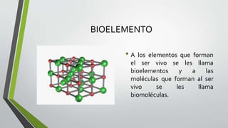 6to Primaria Tema 5 Biología | PPTX