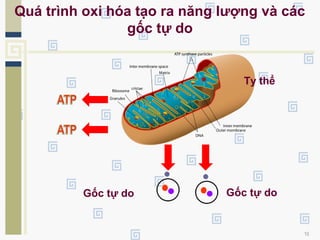 10
Gốc tự do Gốc tự do
Quá trình oxi hóa tạo ra năng lượng và các
gốc tự do
Ty thể
 