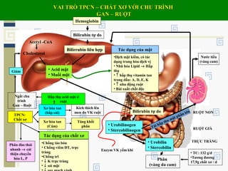 VAI TRÒ TPCN – CHẤT XƠ VỚI CHU TRÌNHVAI TRÒ TPCN – CHẤT XƠ VỚI CHU TRÌNH
GAN – RUỘTGAN – RUỘT
Hemoglobin
Bilirubin tự do
Bilirrubin liên hợpBilirrubin liên hợp
Acetyl -CoA
Cholesterol
• Acid mật
• Muối mật
Tác dụng của mật
•Dịch mật kiềm, có tác
dụng trung hòa dịch vị
• Nhũ hóa Lipid → Hấp
thụ
• ↑ hấp thụ vitamin tan
trong dầu: A, D, E, K
• ↑ nhu động ruột
• Bài xuất chất độc
Bilirubin tự do
• Urobilinogen
• Stercobilinogen
• Urobilin
• Stercobilin
Phân
(vàng da cam)
• TC: 132 g/d
•Tương đương
17,9g chất xơ / d
TRỰC TRÀNG
RUỘT GIÀ
RUỘT NON
TPCN:
Chất xơ
Xơ hòa tan
(Cám)
Tăng khối
phân
Xơ hòa tan
(bắp cải)
Kích thích lên
men do VK ruột
Hấp thụ acid mật ở
ruột
Ngắt chu
trình
Gan – Ruột
Phân đào thải
nhanh → cải
thiện chuyển
hóa L, P
Tác dụng của chất xơ
•Chống táo bón
• Chống viêm ĐT, trực
tràng
•Chống trĩ
• ↓ K trực tràng
• ↓ sỏi mật
Giảm
Nước tiểu
(vàng cam)
Tái hấp thu mật phần lớn
Enzym VK yếm khí
 