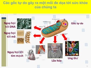 11
Các gốc tự do gây ra một mối đe dọa tới sức khỏe
của chúng ta
Gốc tự doNguy h iạ
t i DNAớ
Nguy h iạ
t i môớ
Nguy h i t iạ ớ
tim m chạ
Lão hóa
Ung thư
 
