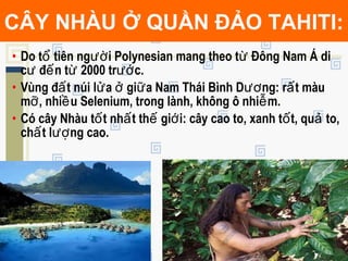 • Do t tiên ng i Polynesian mang theo t Đông Nam Á diổ ườ ừ
c đ n t 2000 tr c.ư ế ừ ướ
• Vùng đ t núi l a gi a Nam Thái Bình D ng: r t màuấ ử ở ữ ươ ấ
m , nhi u Selenium, trong lành, không ô nhi m.ỡ ề ễ
• Có cây Nhàu t t nh t th gi i: cây cao to, xanh t t, qu to,ố ấ ế ớ ố ả
ch t l ng cao.ấ ượ
CÂY NHÀU Ở QUẦN ĐẢO TAHITI:
 