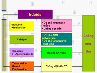 Irdoids
• Aucubin
• Geniposide
• Ức chế hình thành
khối u
• Chống đột biến
Catalpol
• Ức chế ADN
polymerase
• Ức chế tăng trưởng,
phát triển
• Hapagide
• 8 - Acetylhapagide
• Tarennoside
• Genipin
• Paederoside
Ức chế KN virus
Chống đột biến TB
Chống
ung
thư
 