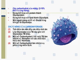 - Các carbonhydrat c a màng: (2-10%ủ
kh i l ng màng).ố ượ
• D ng k t h p v i protein thànhạ ế ợ ớ
Glycoprotein.
• D ng k t h p v i lipid thành Glycolipid.ạ ế ợ ớ
• M t ngoài màng có 01 v Glucid l ngặ ỏ ỏ
l o g i là Glycocalyx.ẻ ọ
CH C NĂNG C A CARBONHYDRADE:Ứ Ủ
(1) Tích đi n âm nên đ y các đi n tích âmệ ẩ ệ
(2) L p Glycocalyx c a TB này g n v iớ ủ ắ ớ
Glycocalyx TB khác.
(3) M t s Carbonhydrat b m t TB làmộ ố ở ề ặ
nhi m v Receptor v i các ch t đ cệ ụ ớ ấ ặ
hi u nh Hormone.ệ ư
(4) M t s Carbonhydrat làm nhi m vộ ố ệ ụ
ph n ng mi n d ch.ả ứ ễ ị
 