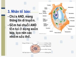 3. Nhân t bào:ế
- Ch a AND, mangứ
thông tin di truy n.ề
- G m hai chu i ANDồ ỗ
t n t i d ng xo nồ ạ ở ạ ắ
kép, t o nên cácạ
nhi m s c th .ễ ắ ể
 