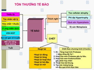 Thiếu 02
Tác nhân vật lý
TẾ BÀO
Thích nghi
CHẾT
Teo cellular atrophy
Phì đại Hypertrophy
Quá sản Hyperplasia
Dị sản Metaplasia
TỔN THƯƠNG TẾ BÀO
Hóa chất + thuốc
P.ứng miễn dịch
VSV-KST
Sai sót gen di truyền
Mất cân bằng
Dinh dưỡng
Tuổi
Hoại tử
•Hoại tử đông
•Hoại tử lỏng
•Hoại tử hoại thư
•Hoại tử bã đậu
•Hoại tử mỡ
Chết theo chương trình (5 bước)
1. Kt→ Tăng hoạt tính Protease
+ tăng nồng độ Ca++
.
2. Hoạt hóa men Protease gây tự tiêu.
3. Hoạt hóa men Endonuclease
gây phân hủy nhân
4. Thoái hóa bộ khung.
5. Tạo các mảng bong,
vỡ cho quá trình thực bào
 