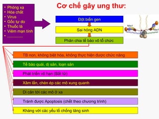 Cơ chế gây ung thư:• Phóng xạ
• Hóa chất
• Virus
• Gốc tự do
• Thuốc lá
• Viêm mạn tính
• ..............
Đột biến gen
Sai hỏng ADN
Phân chia tế bào vô tổ chức
TB non, không biệt hóa, không thực hiện được chức năng
Tế bào quái, dị sản, loạn sản
Phát triển vô hạn (Bất tử)
Xâm lấn, chèn ép các mô xung quanh
Di căn tới các mô ở xa
Tránh được Apoptosis (chết theo chương trình)
Kháng với các yếu tố chống tăng sinh
 