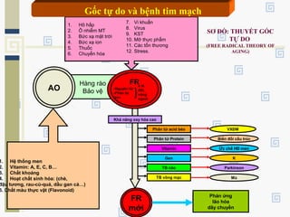 SƠ ĐỒ: THUYẾT GỐC
TỰ DO
(FREE RADICAL THEORY OF
AGING)
Hàng rào
Bảo vệAO
FR
-Nguyên tử
-Phân tử
-Ion
e lẻ
đôi,
vòng
ngoài
1. Hệ thống men
2. Vitamin: A, E, C, B…
3. Chất khoáng
4. Hoạt chất sinh hóa: (chè,
đậu tương, rau-củ-quả, dầu gan cá…)
5. Chất màu thực vật (Flavonoid)
1. Hô hấp
2. Ô nhiễm MT
3. Bức xạ mặt trời
4. Bức xạ ion
5. Thuốc
6. Chuyển hóa
FR
mới
Phản ứng
lão hóa
dây chuyền
Khả năng oxy hóa cao
Phân tử acid béo
Phân tử Protein
Vitamin
Gen
TB não
TB võng mạc
VXĐM
Biến đổi cấu trúc
Ức chế HĐ men
K
Parkinson
Mù
7. Vi khuẩn
8. Virus
9. KST
10. Mỡ thực phẩm
11. Các tổn thương
12. Stress.
Gốc tự do và bệnh tim mạch
 