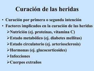 Curación de las heridas
• Curación por primera o segunda intención
• Factores implicados en la curación de las heridas
Nutrición (ej. proteínas, vitamina C)
Estado metabólico (ej. diabetes mellitus)
Estado circulatorio (ej. arteriosclerosis)
Hormonas (ej. glucocorticoides)
Infecciones
Cuerpos extraños
 
