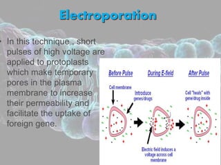 Electroporation
• In this technique , short
pulses of high voltage are
applied to protoplasts
which make temporary
pores in the plasma
membrane to increase
their permeability and
facilitate the uptake of
foreign gene.
 