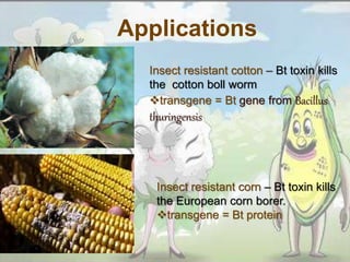 Applications
Insect resistant cotton – Bt toxin kills
the cotton boll worm
transgene = Bt gene from Bacillus
thuringensis
Insect resistant corn – Bt toxin kills
the European corn borer.
transgene = Bt protein
 