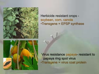 Herbicide resistant crops -
soybean, corn, canola
•Transgene = EPSP synthase
Virus resistance papaya- resistant to
papaya ring spot virus
•Transgene = virus coat protein
 
