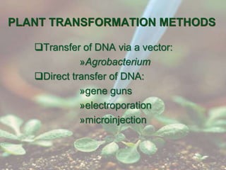 PLANT TRANSFORMATION METHODS
Transfer of DNA via a vector:
»Agrobacterium
Direct transfer of DNA:
»gene guns
»electroporation
»microinjection
 