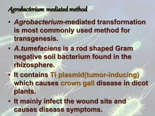 Agrobacterium mediatedmethod
• Agrobacterium-mediated transformation
is most commonly used method for
transgenesis.
• A.tumefaciens is a rod shaped Gram
negative soil bacterium found in the
rhizosphere.
• It contains Ti plasmid(tumor-inducing)
which causes crown gall disease in dicot
plants.
• It mainly infect the wound site and
causes disease symptoms.
 