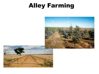 Alley Farming
 