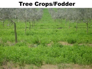 Tree Crops/Fodder
 