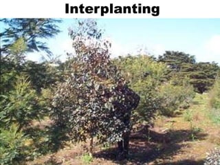 Interplanting
 