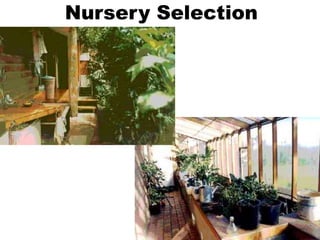 Nursery Selection
 