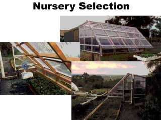 Nursery Selection
 