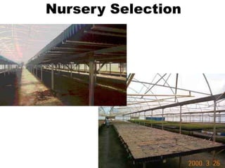 Nursery Selection
 